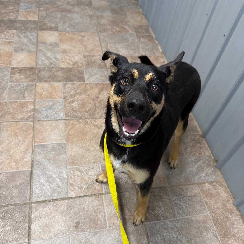 bean, a Adoptable mixed breed in Homer, NY image 2/2