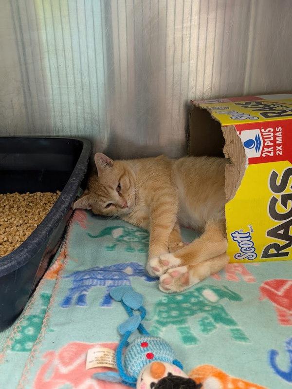 Rick, Adoptable, Adult Male Domestic Short Hair.