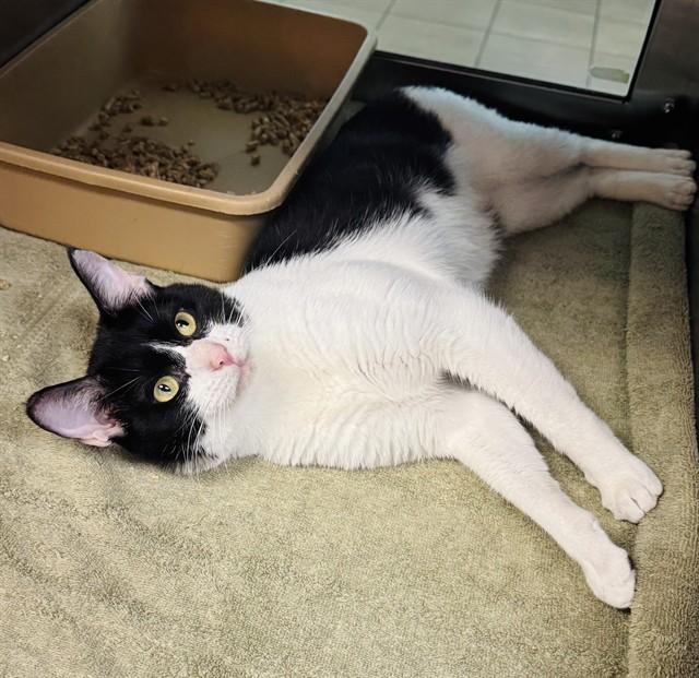 Enlarge BRUCE, a Adoptable Domestic Short Hair in Lees Summit, MO image 1/1