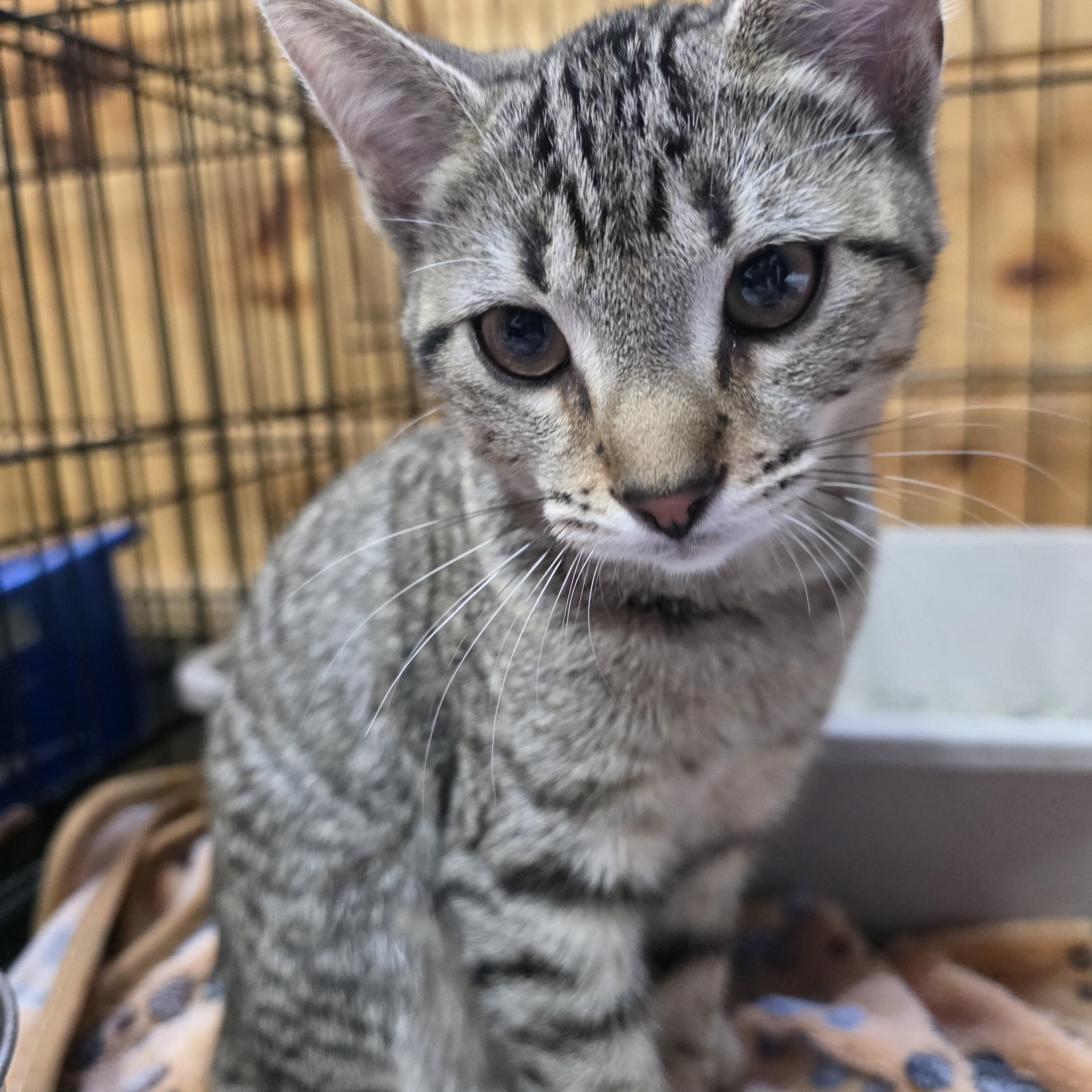 Azula, Adoptable, Kitten Female Domestic Short Hair.