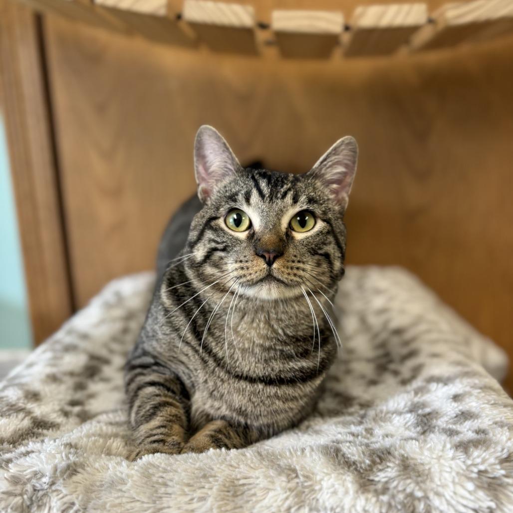 Florian--In Foster, Adoptable, Adult Male Domestic Short Hair.