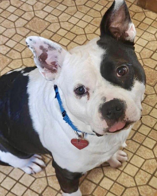 Sir Theodore James lll, Adoptable, Adult Male American Bully.