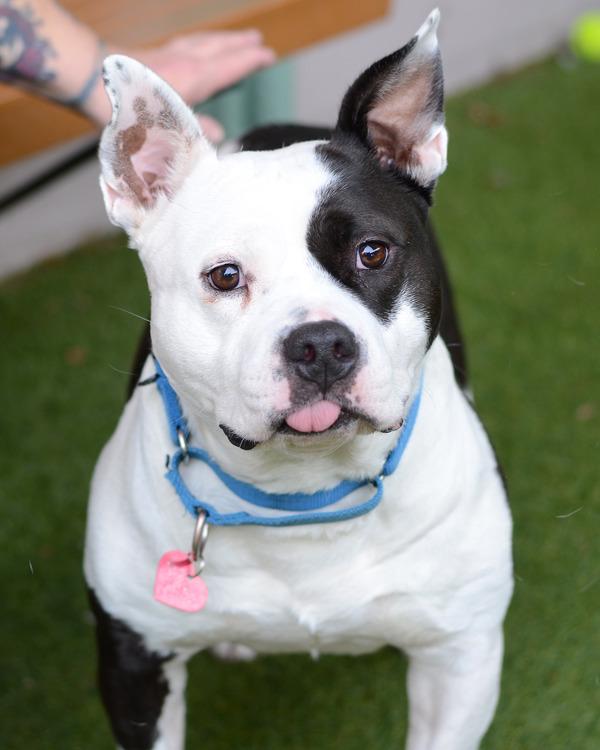 Enlarge Sir Theodore James lll, a Adoptable mixed breed in Novato, CA image 2/6