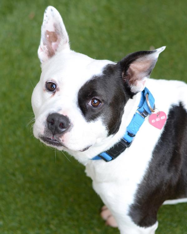 Enlarge Sir Theodore James lll, a Adoptable mixed breed in Novato, CA image 3/6