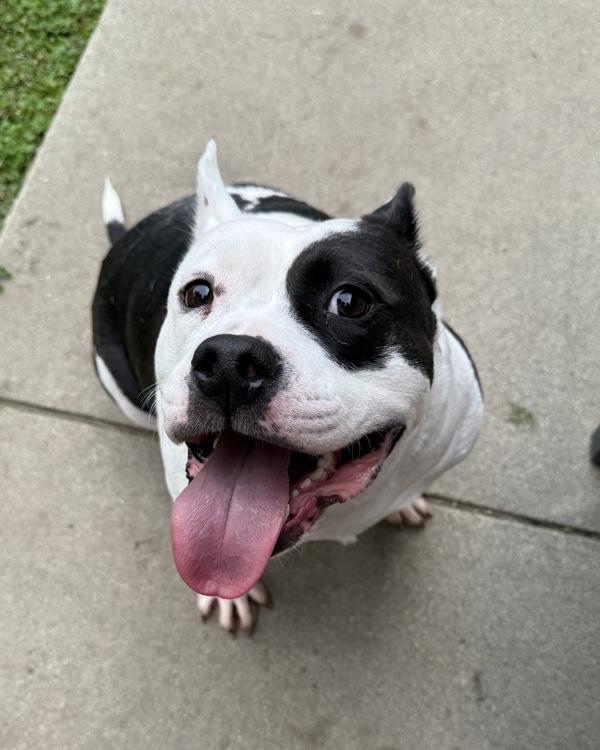 Enlarge Sir Theodore James lll, a Adoptable mixed breed in Novato, CA image 4/6