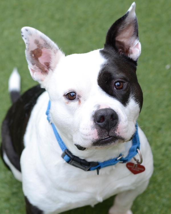 Enlarge Sir Theodore James lll, a Adoptable mixed breed in Novato, CA image 5/6