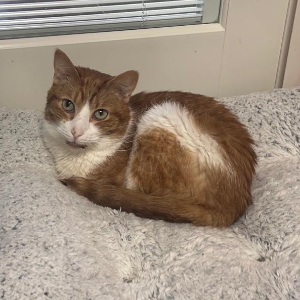 Simba, a Adoptable Domestic Short Hair in North Haven, CT image 2/2