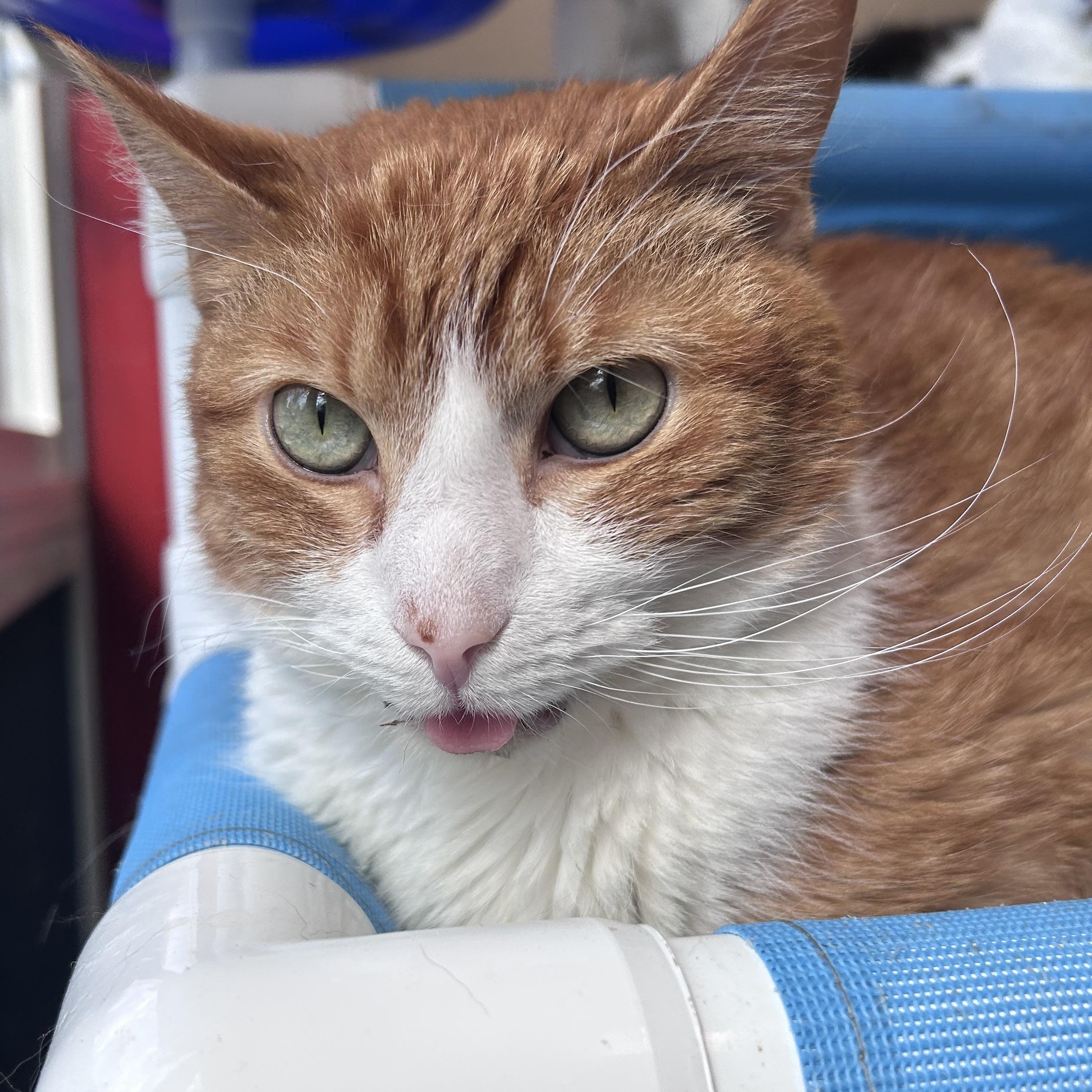 Simba, a Adoptable Domestic Short Hair in North Haven, CT image 1/2