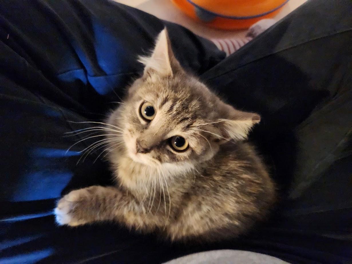 Enlarge Fifi (Ophelia), a Adopted mixed breed in Yardley, PA image 4/5