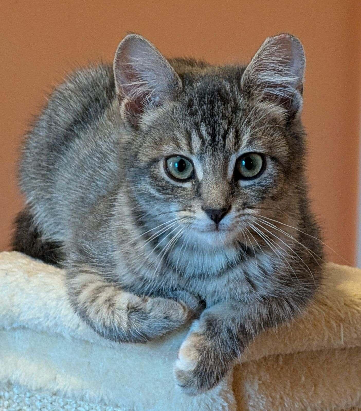 Fifi (Ophelia), Adopted, Kitten Female Domestic Short Hair & Tabby.