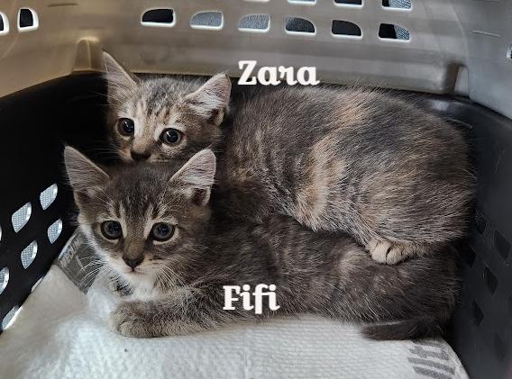 Fifi (Ophelia), Adopted, Kitten Female Domestic Short Hair & Tabby.