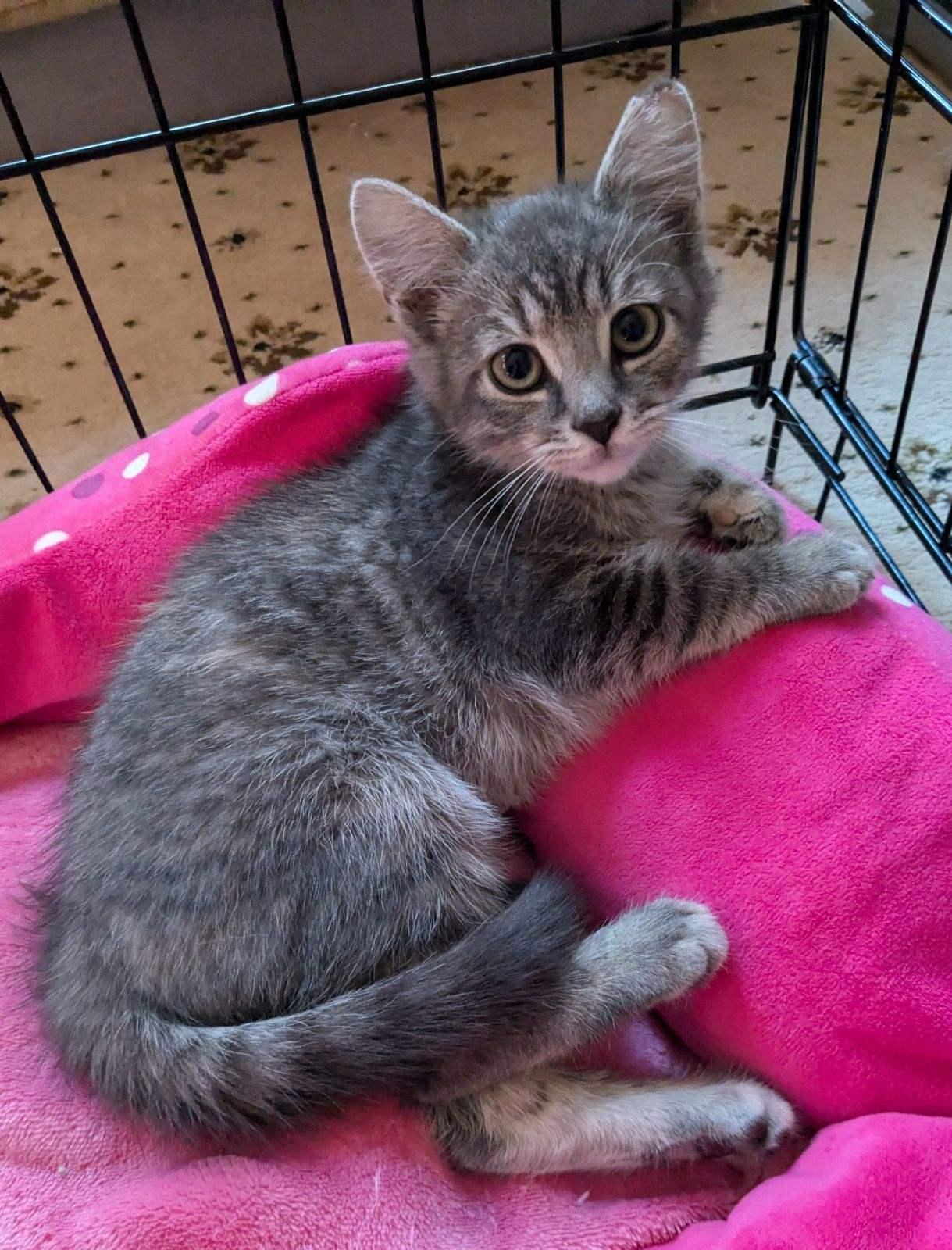 Enlarge Fifi (Ophelia), a Adopted mixed breed in Yardley, PA image 3/5