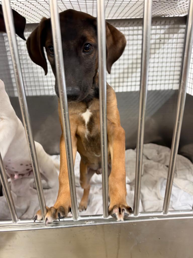 Manning, Adoptable, Puppy Male Mixed Breed.