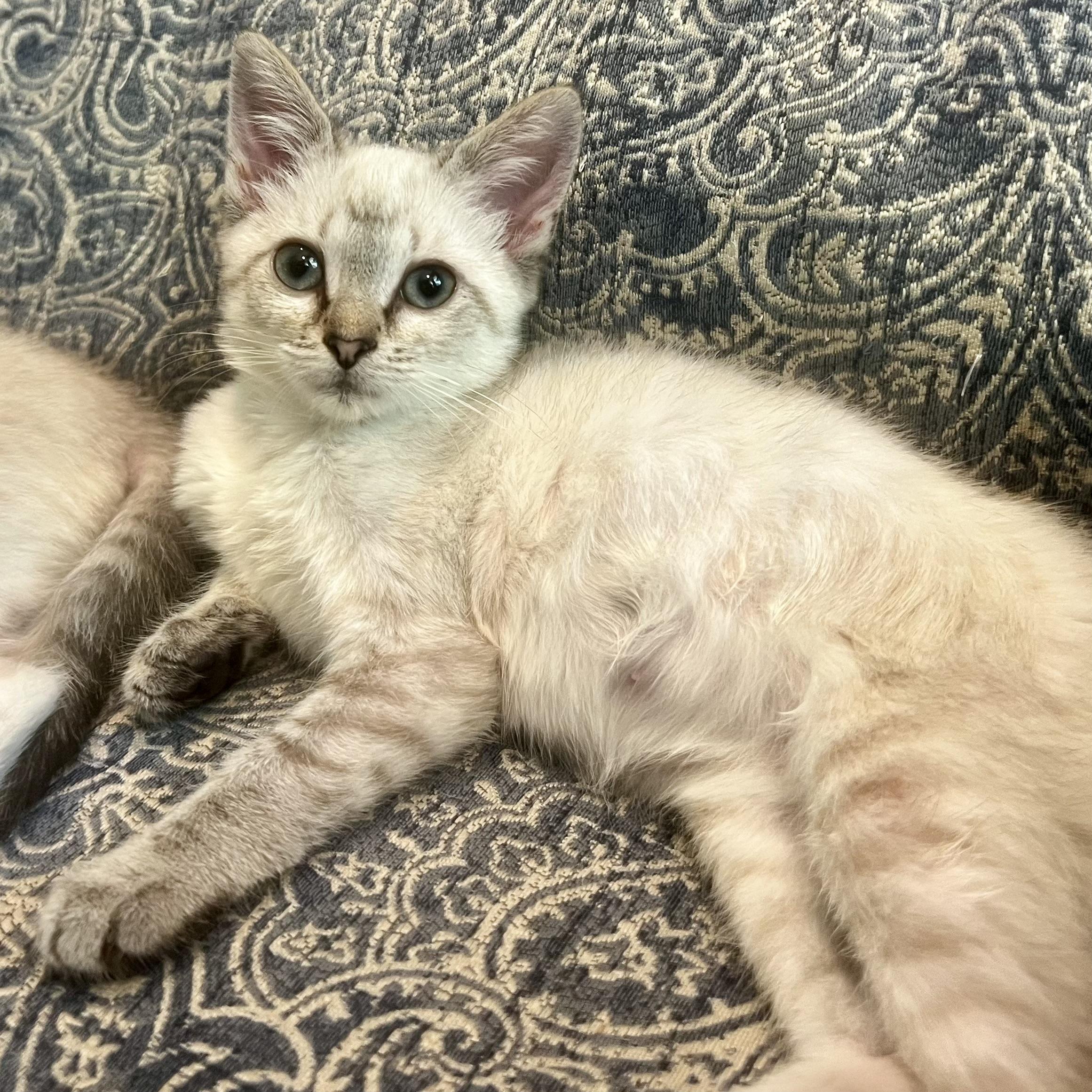 Enlarge Momo, a Adopted mixed breed in Anderson, SC image 1/4