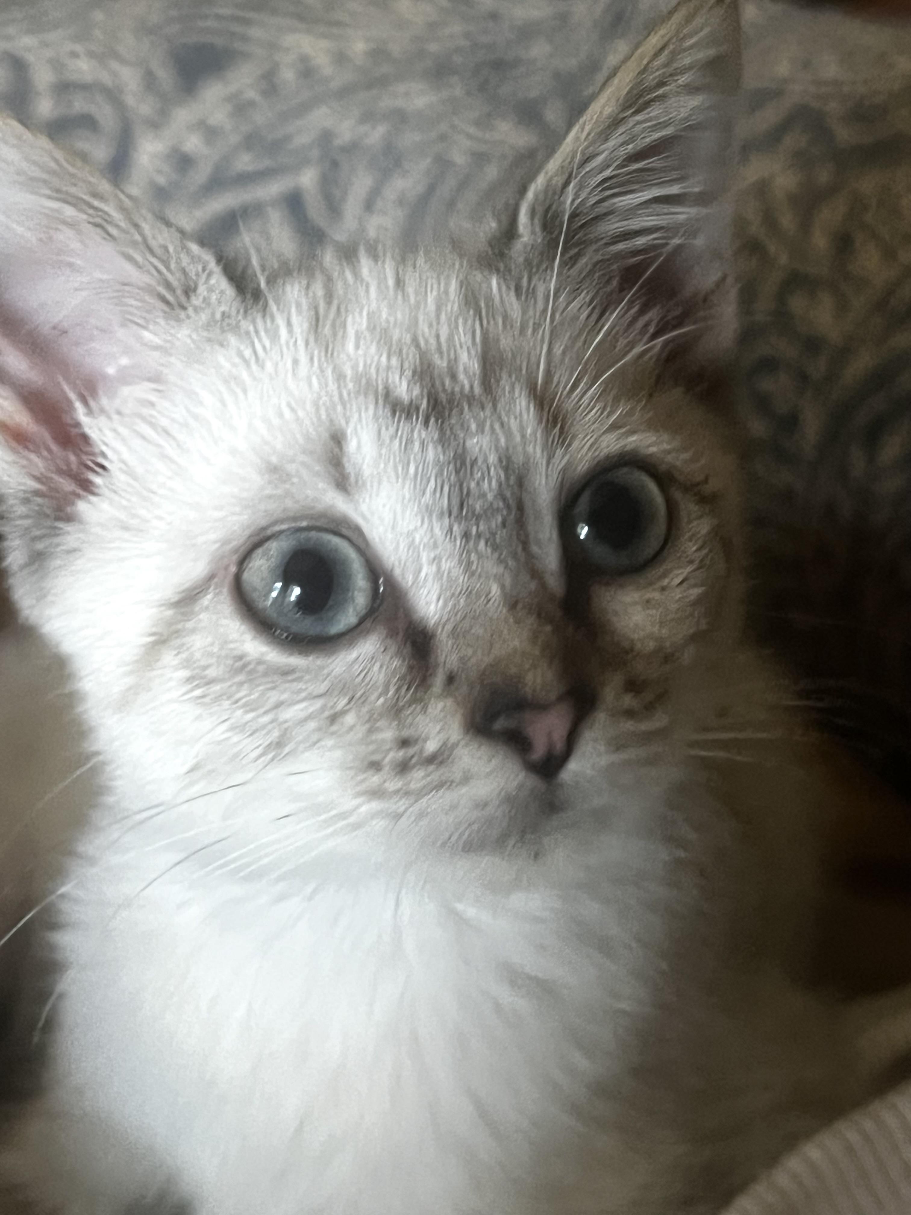 Enlarge Momo, a Adopted mixed breed in Anderson, SC image 3/4