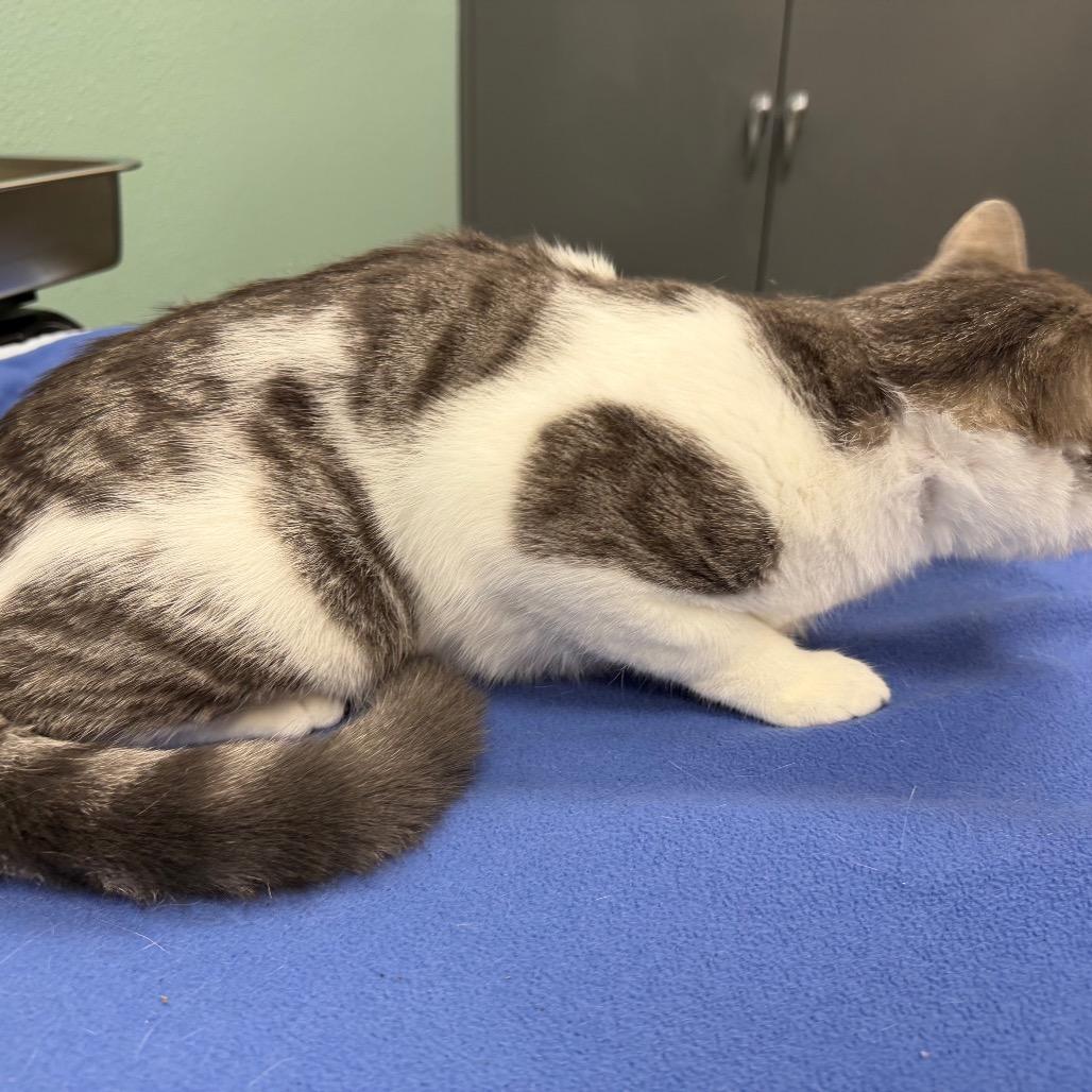 FOF-Stray 5/17/26, Adoptable, Young Male Domestic Short Hair.