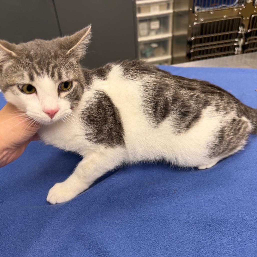 Enlarge FOF-Stray 5/17/26, a Adoptable Domestic Short Hair in Keizer, OR image 2/5