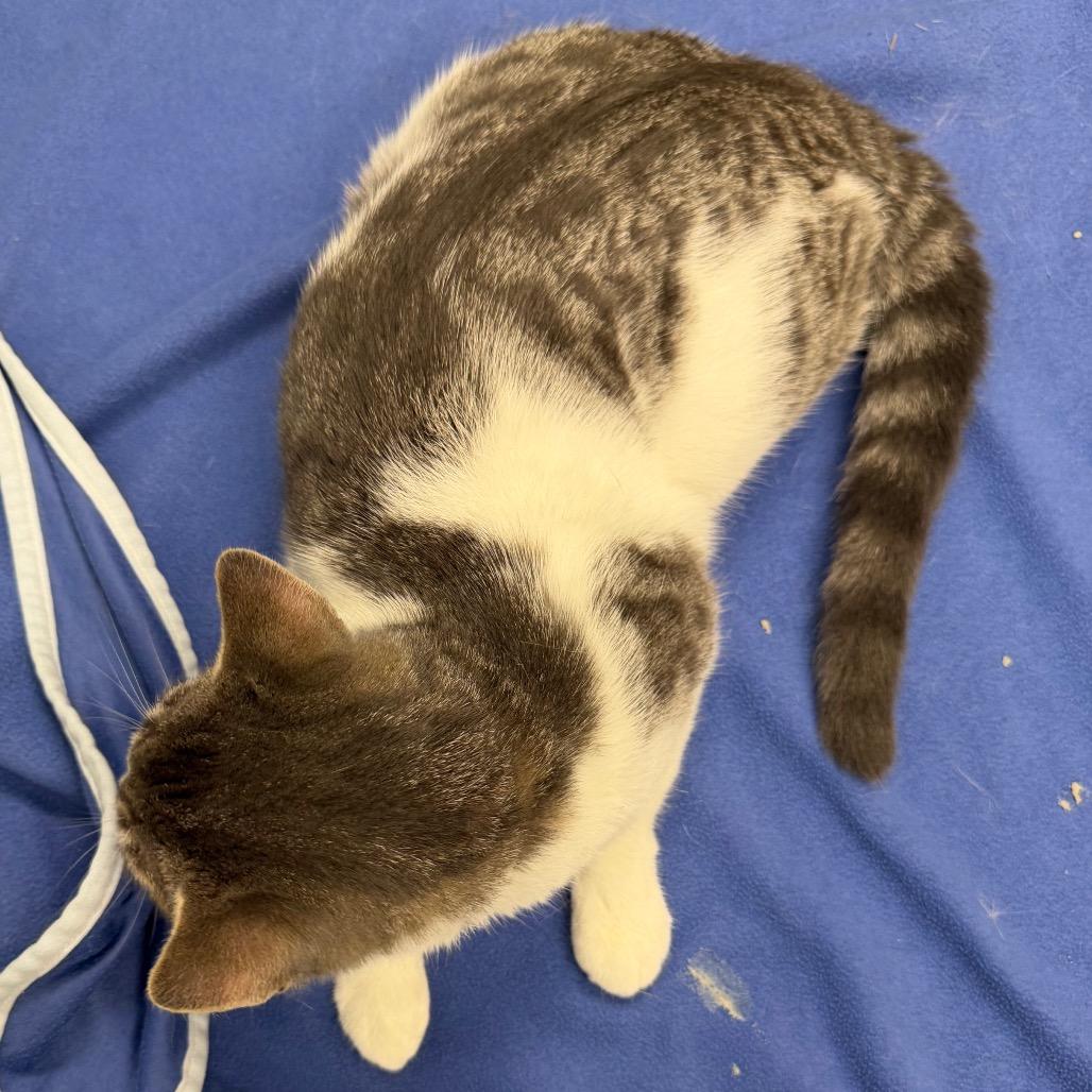 Enlarge FOF-Stray 5/17/26, a Adoptable Domestic Short Hair in Keizer, OR image 3/5