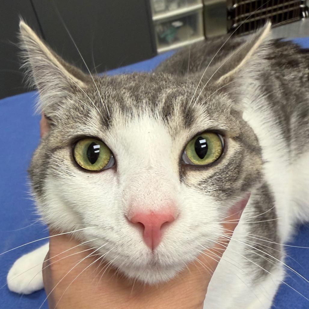 Enlarge FOF-Stray 5/17/26, a Adoptable Domestic Short Hair in Keizer, OR image 4/5