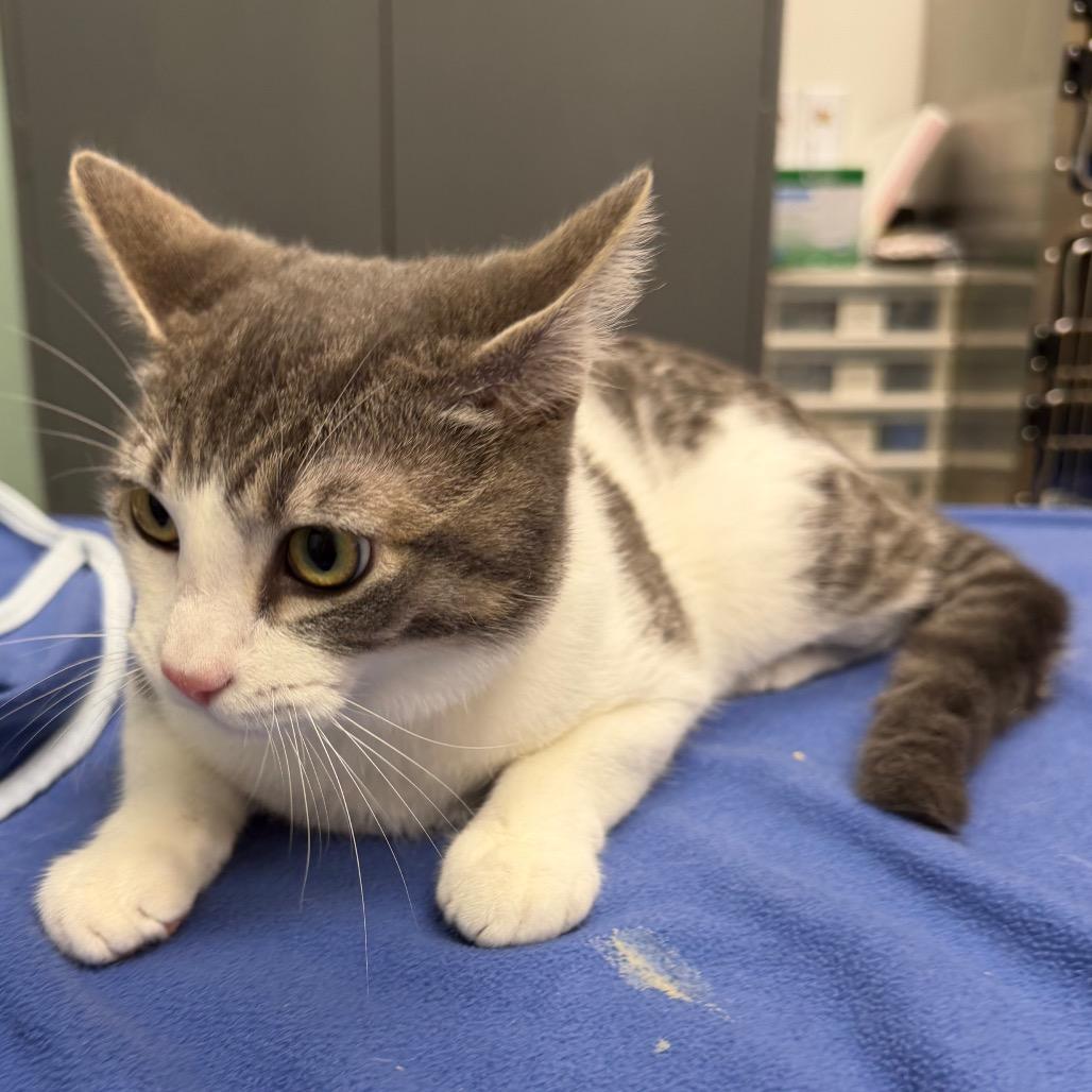 Enlarge FOF-Stray 5/17/26, a Adoptable Domestic Short Hair in Keizer, OR image 5/5
