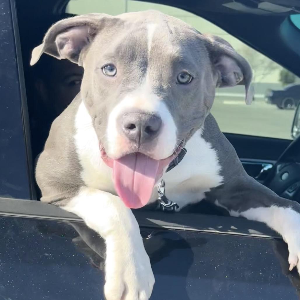Enlarge Sky, a Adoptable American Staffordshire Terrier in Midland, TX image 1/1