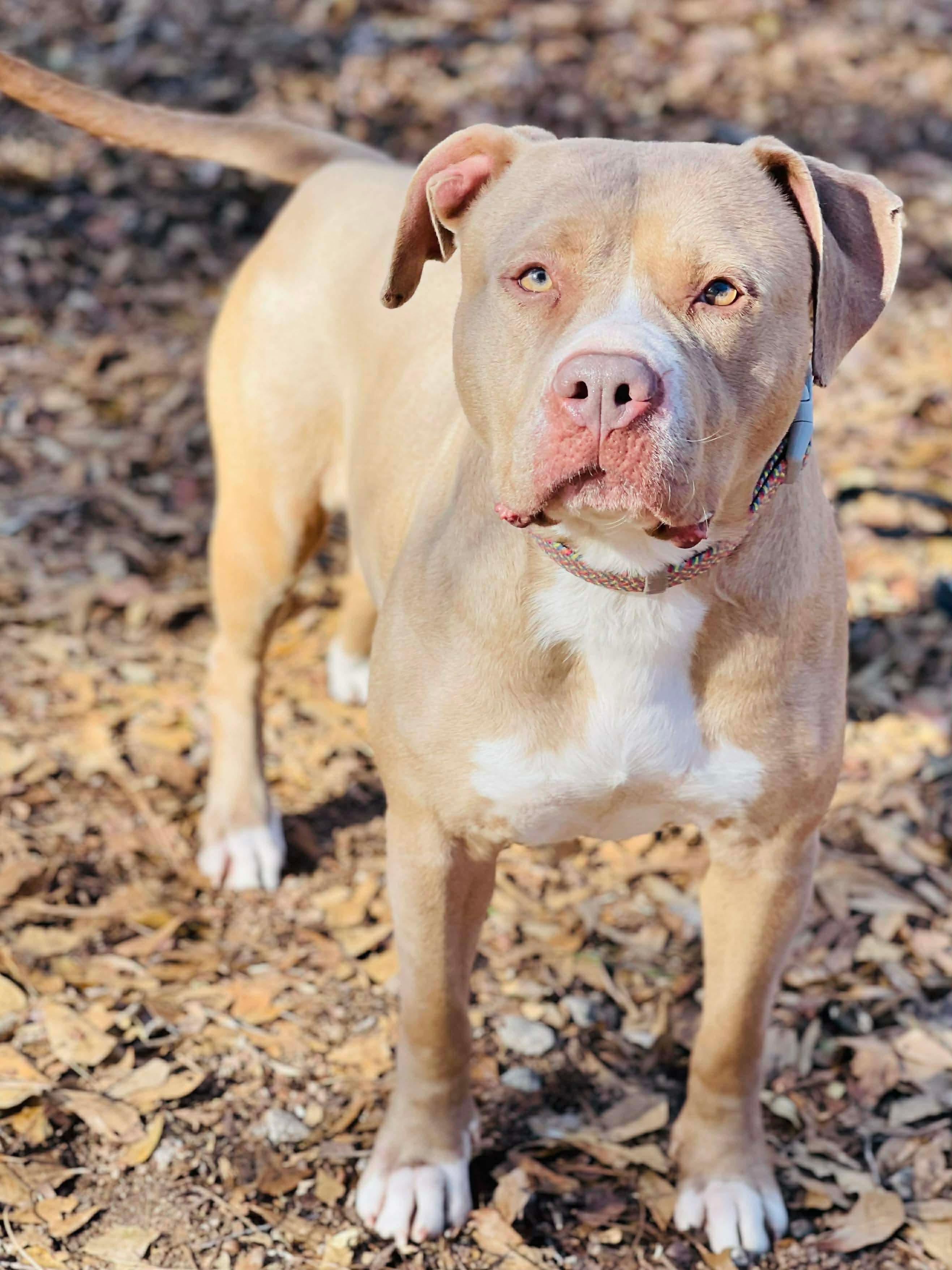 Enlarge Nora , a ADOPTABLE Pit Bull Terrier in Powell, TN image 2/2