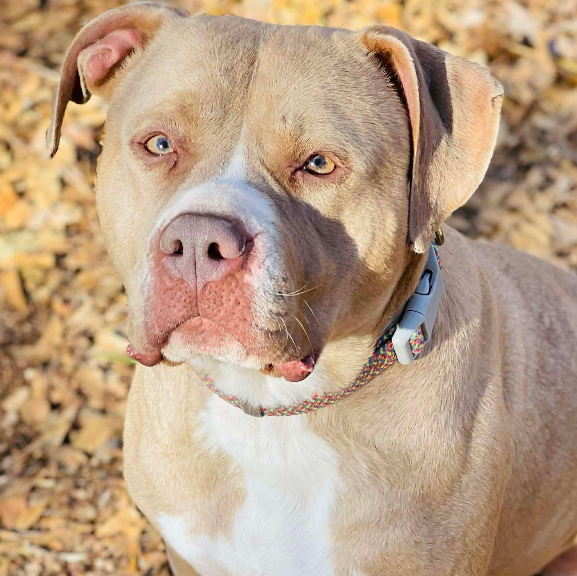 Nora , ADOPTABLE, Adult Female Pit Bull Terrier.