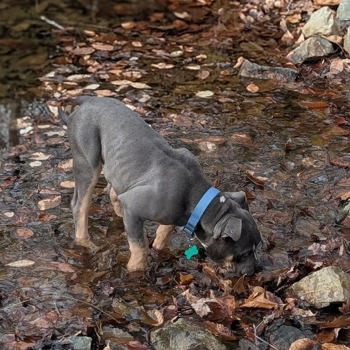 Enlarge Clyde, a ADOPTABLE mixed breed in Midlothian, VA image 3/6