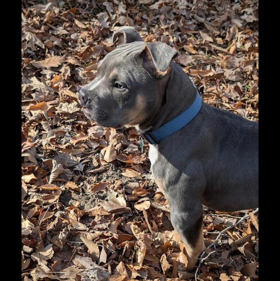 Enlarge Clyde, a ADOPTABLE mixed breed in Midlothian, VA image 4/6
