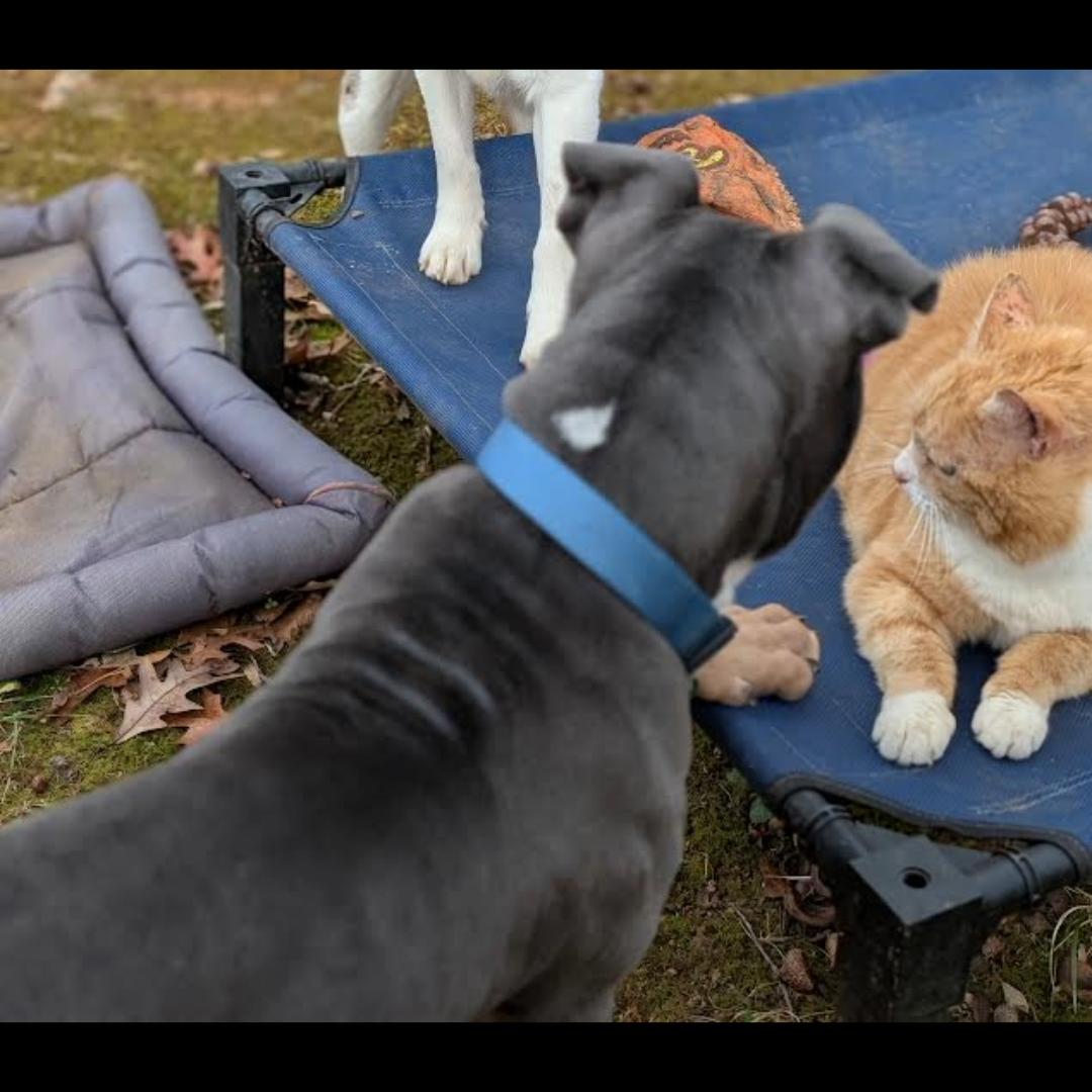 Enlarge Clyde, a ADOPTABLE mixed breed in Midlothian, VA image 5/6