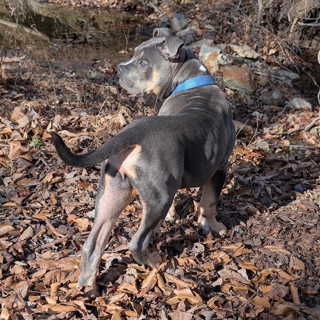 Enlarge Clyde, a ADOPTABLE mixed breed in Midlothian, VA image 2/6