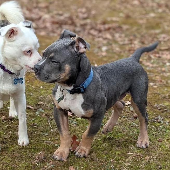 Enlarge Clyde, a ADOPTABLE mixed breed in Midlothian, VA image 6/6