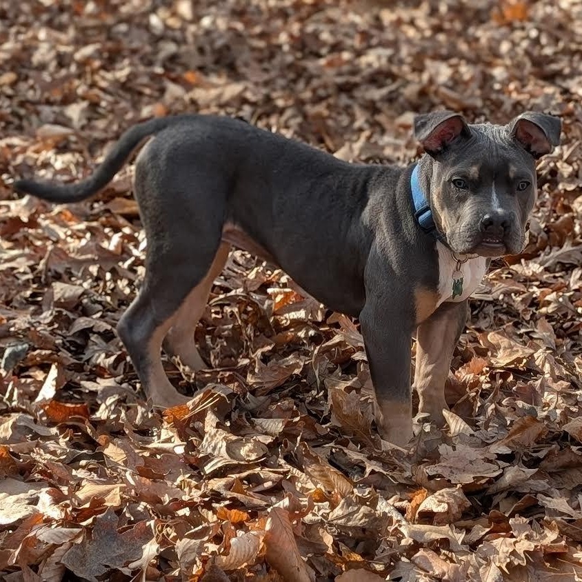 Clyde, ADOPTABLE, Puppy Male American Bully.