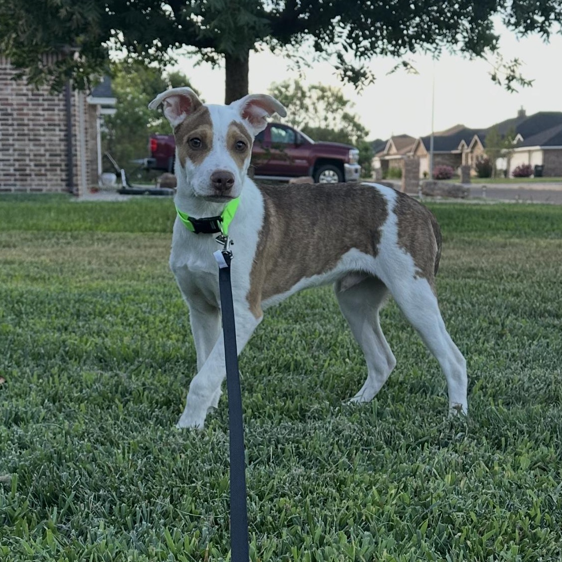 Ziggy, an adoptable Cattle Dog, Jack Russell Terrier in Clovis, NM, 88101 | Photo Image 4
