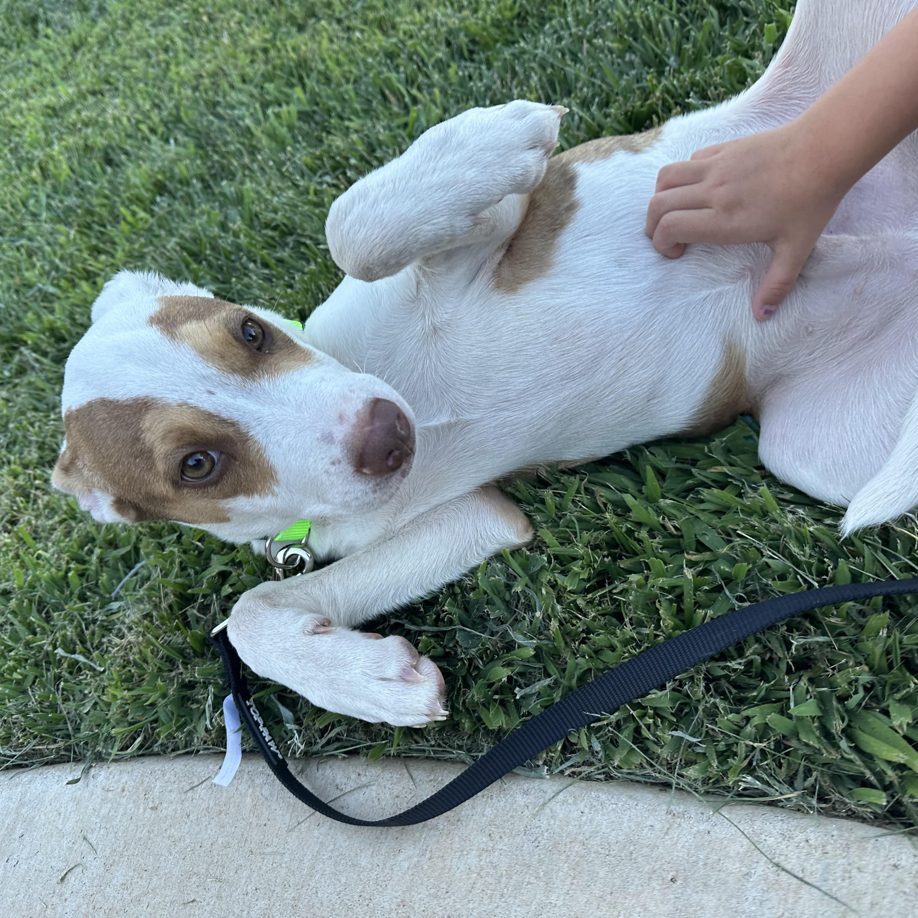 Ziggy, an adoptable Cattle Dog, Jack Russell Terrier in Clovis, NM, 88101 | Photo Image 6