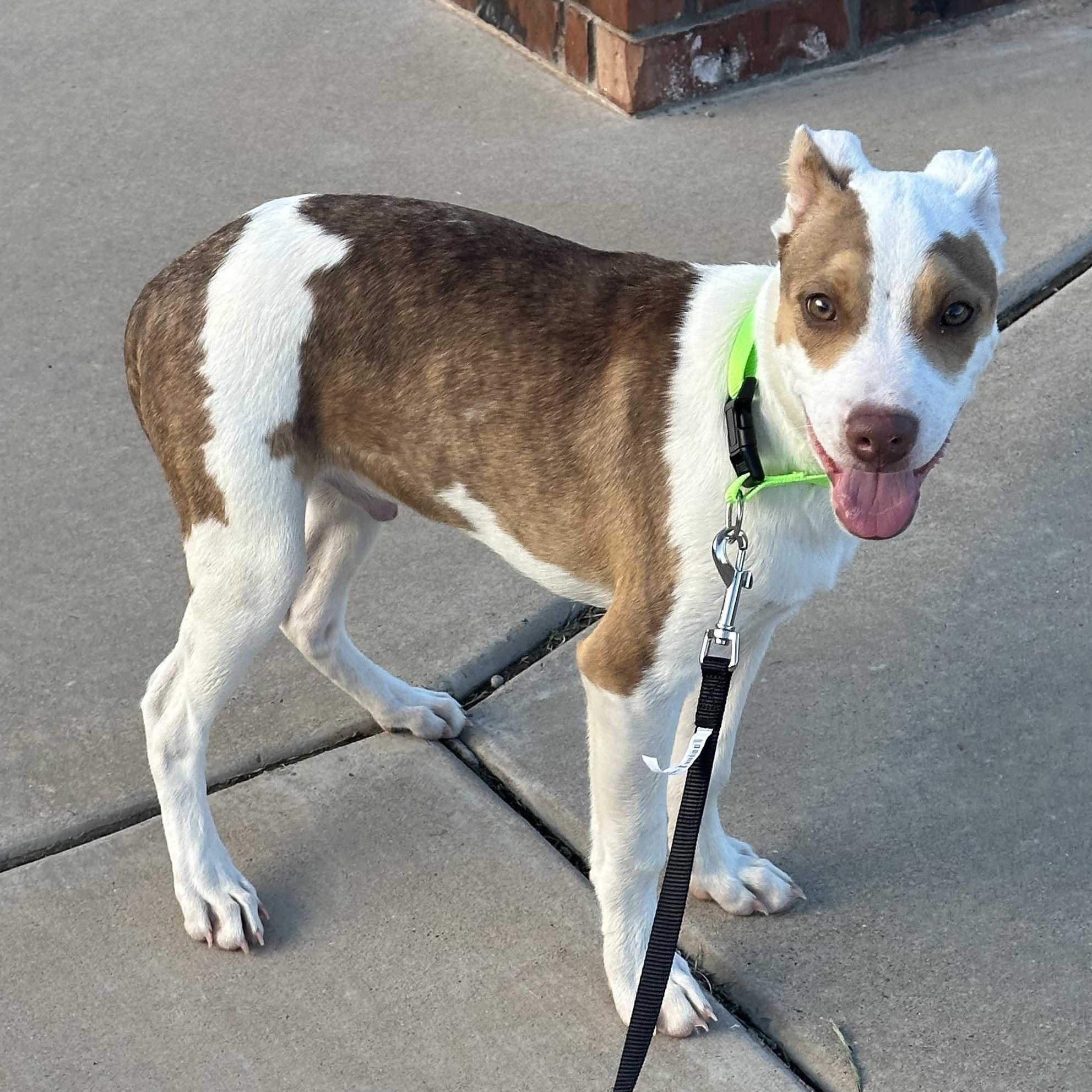 Ziggy, an adoptable Cattle Dog, Jack Russell Terrier in Clovis, NM, 88101 | Photo Image 1