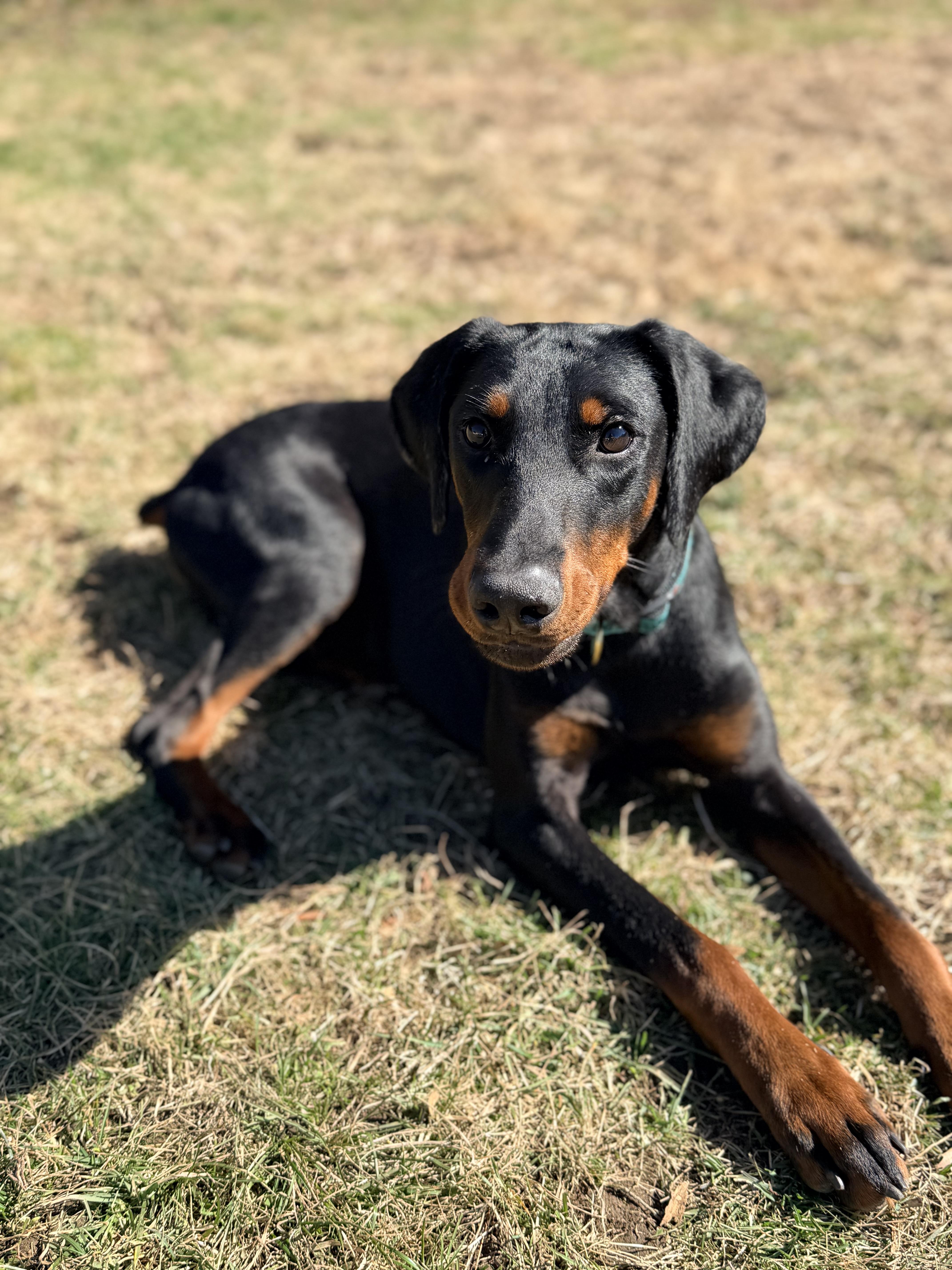 Link, ADOPTABLE, Young Male Doberman Pinscher.