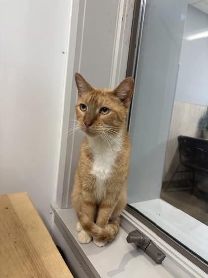 Enlarge Hannibal (T14), a Adoptable mixed breed in Lafayette, IN image 1/3