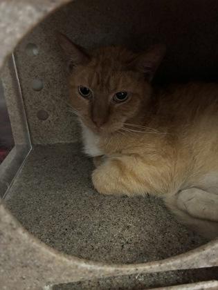 Enlarge Hannibal (T14), a Adoptable mixed breed in Lafayette, IN image 1/1