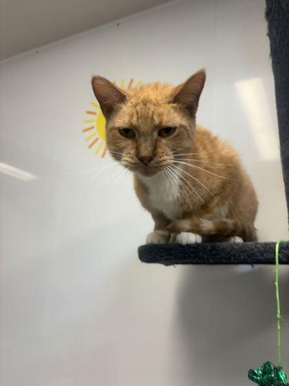 Enlarge Hannibal (T14), a Adoptable mixed breed in Lafayette, IN image 2/3