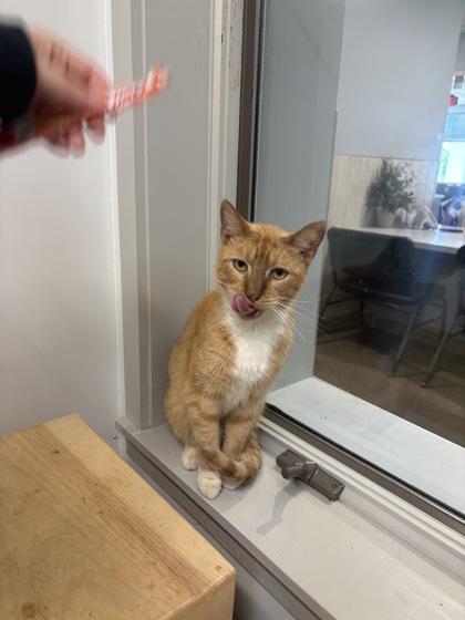 Enlarge Hannibal (T14), a Adoptable mixed breed in Lafayette, IN image 3/3