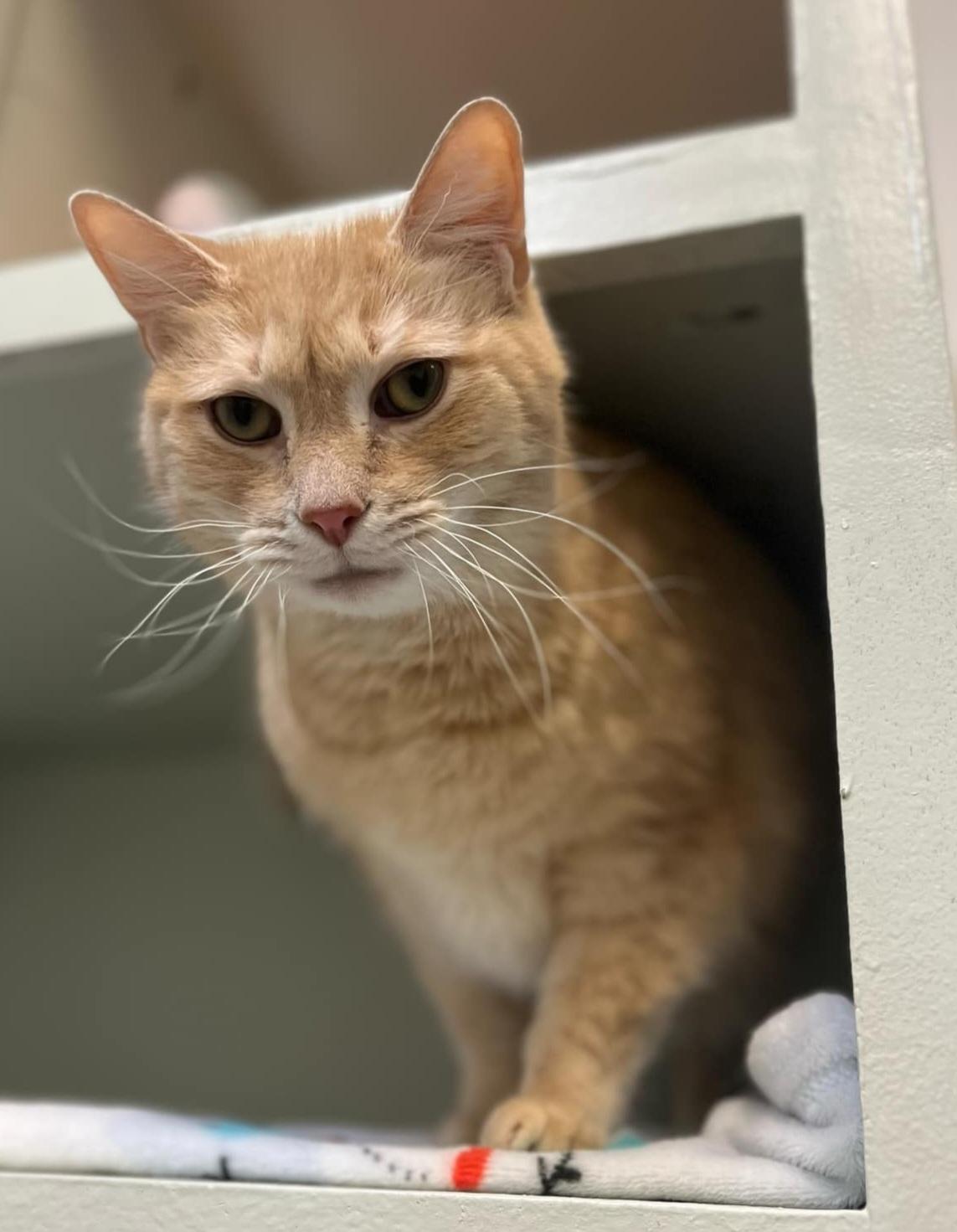 Robert Redford, Adopted, Adult Male Domestic Short Hair.