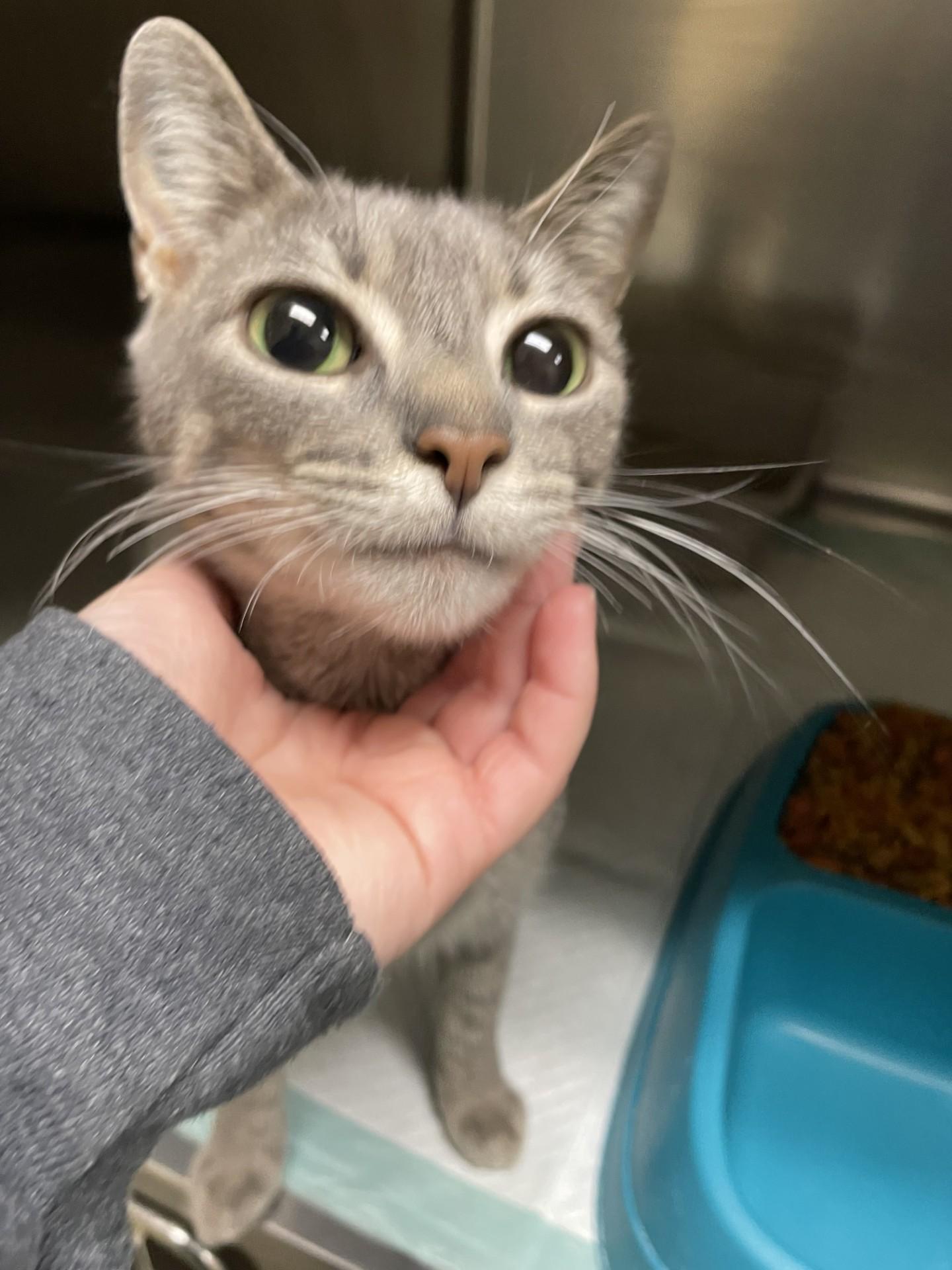 Charlotte5953 (RESCUED), ADOPTABLE, Adult Female Domestic Short Hair.