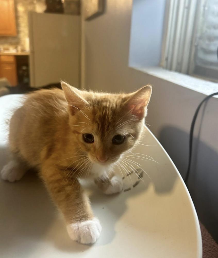 Enlarge Binx Adventureland, a Adoptable mixed breed in Westbury, NY image 1/1