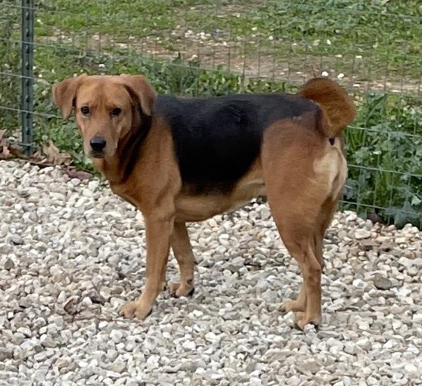 Penelope, Adult Female Hound