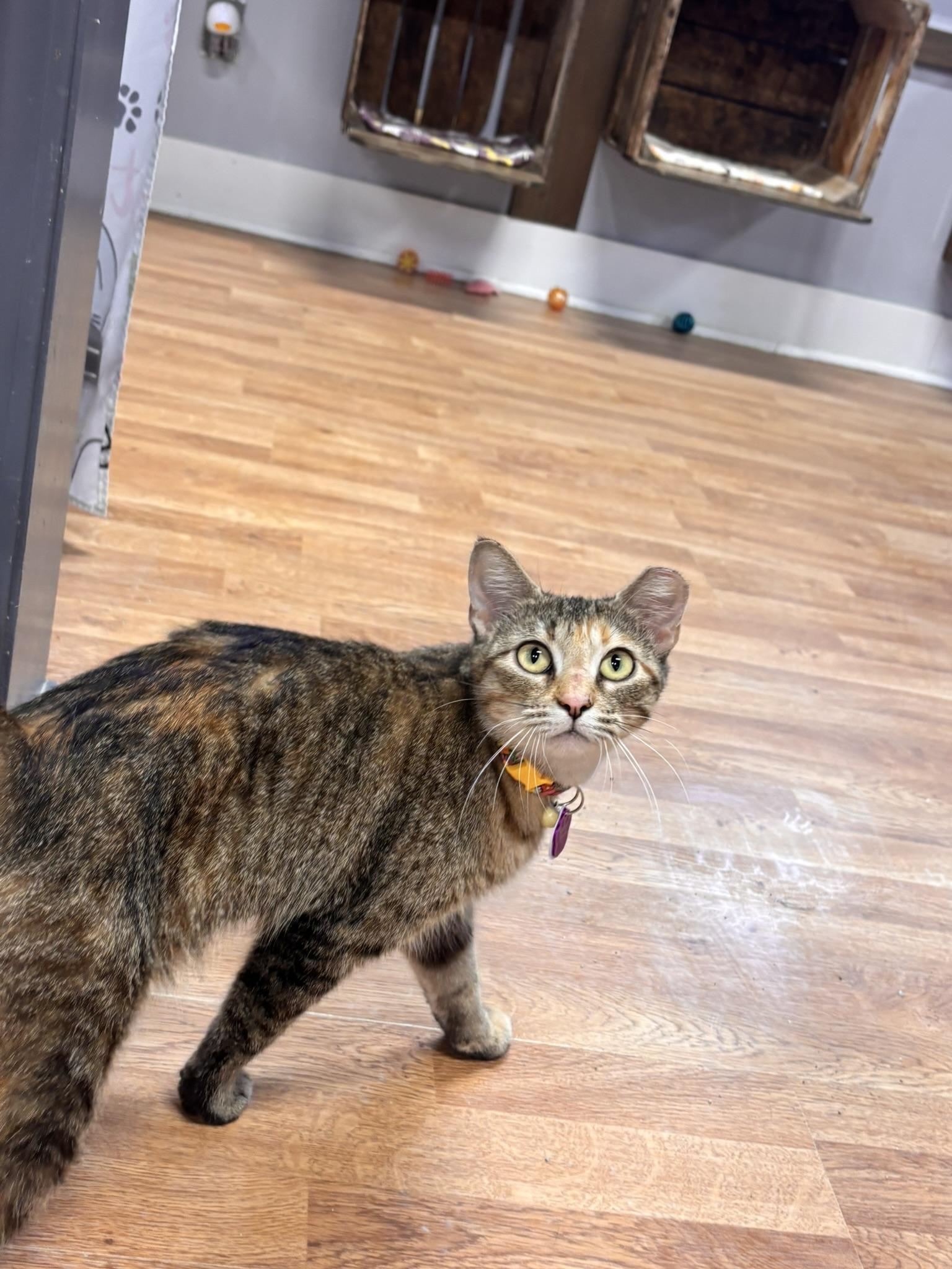 Enlarge Brown Betty, a ADOPTABLE Domestic Short Hair in Grand Rapids, MI image 4/4