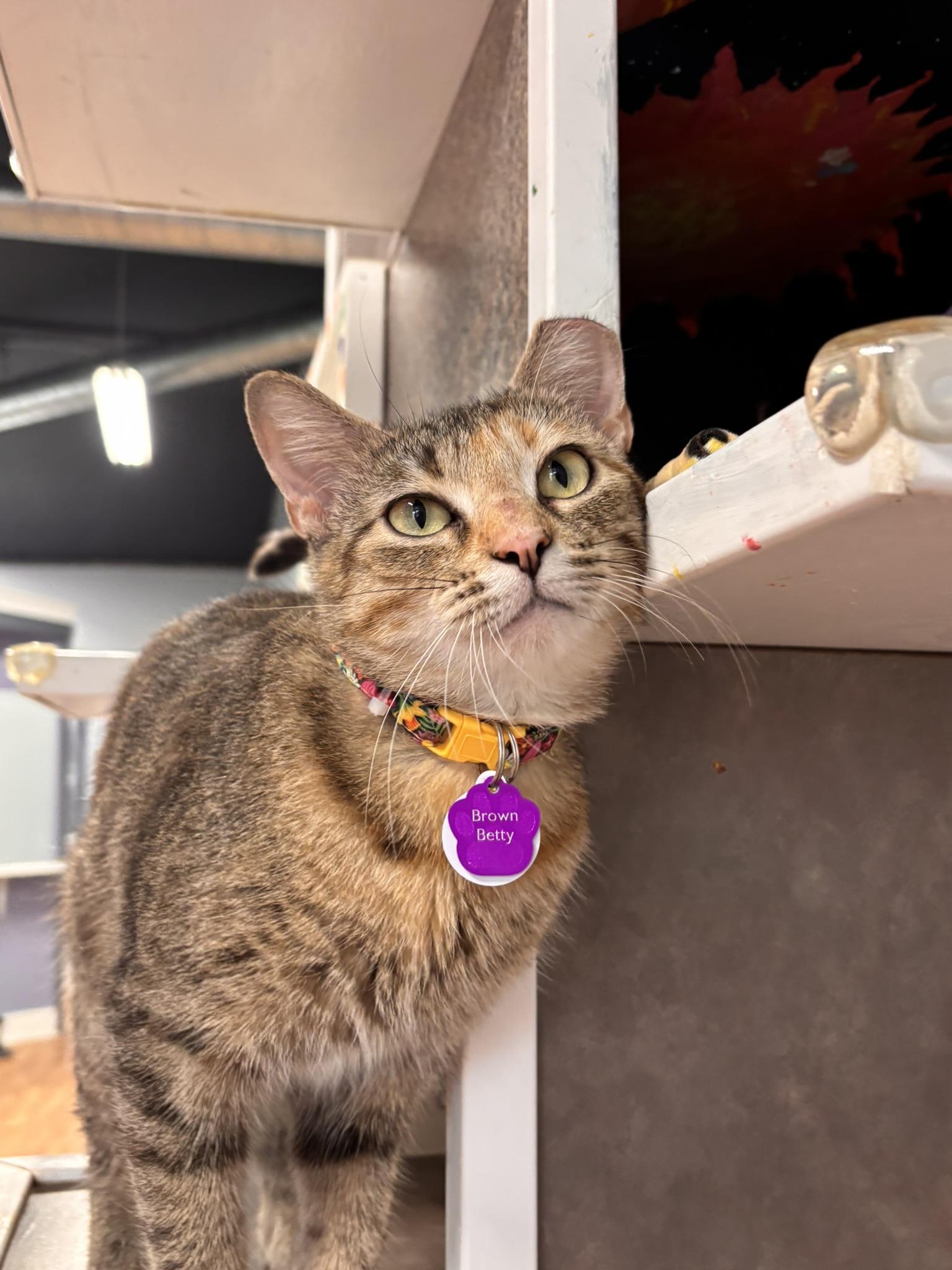 Enlarge Brown Betty, a ADOPTABLE Domestic Short Hair in Grand Rapids, MI image 2/4