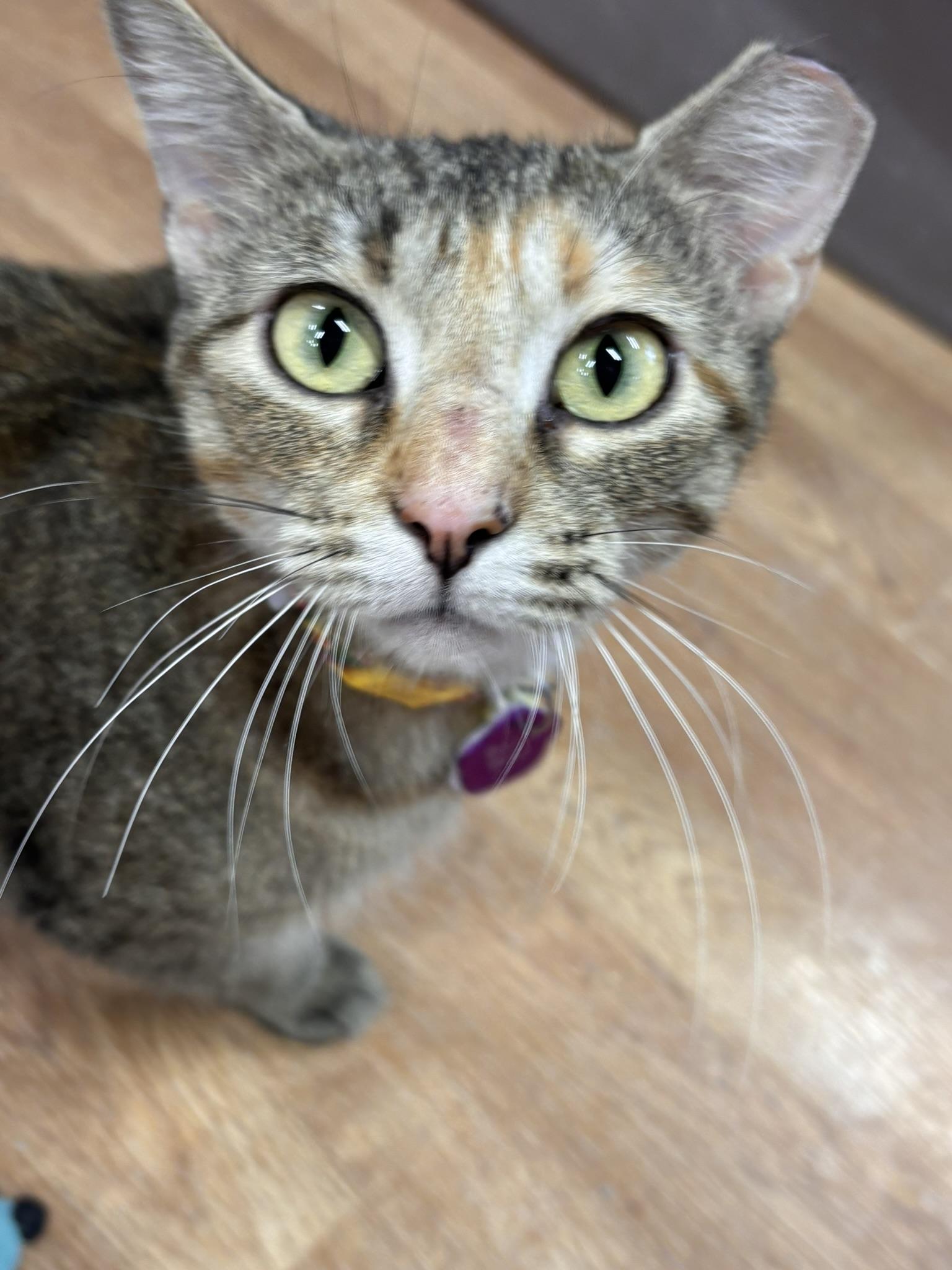 Enlarge Brown Betty, a ADOPTABLE Domestic Short Hair in Grand Rapids, MI image 3/4