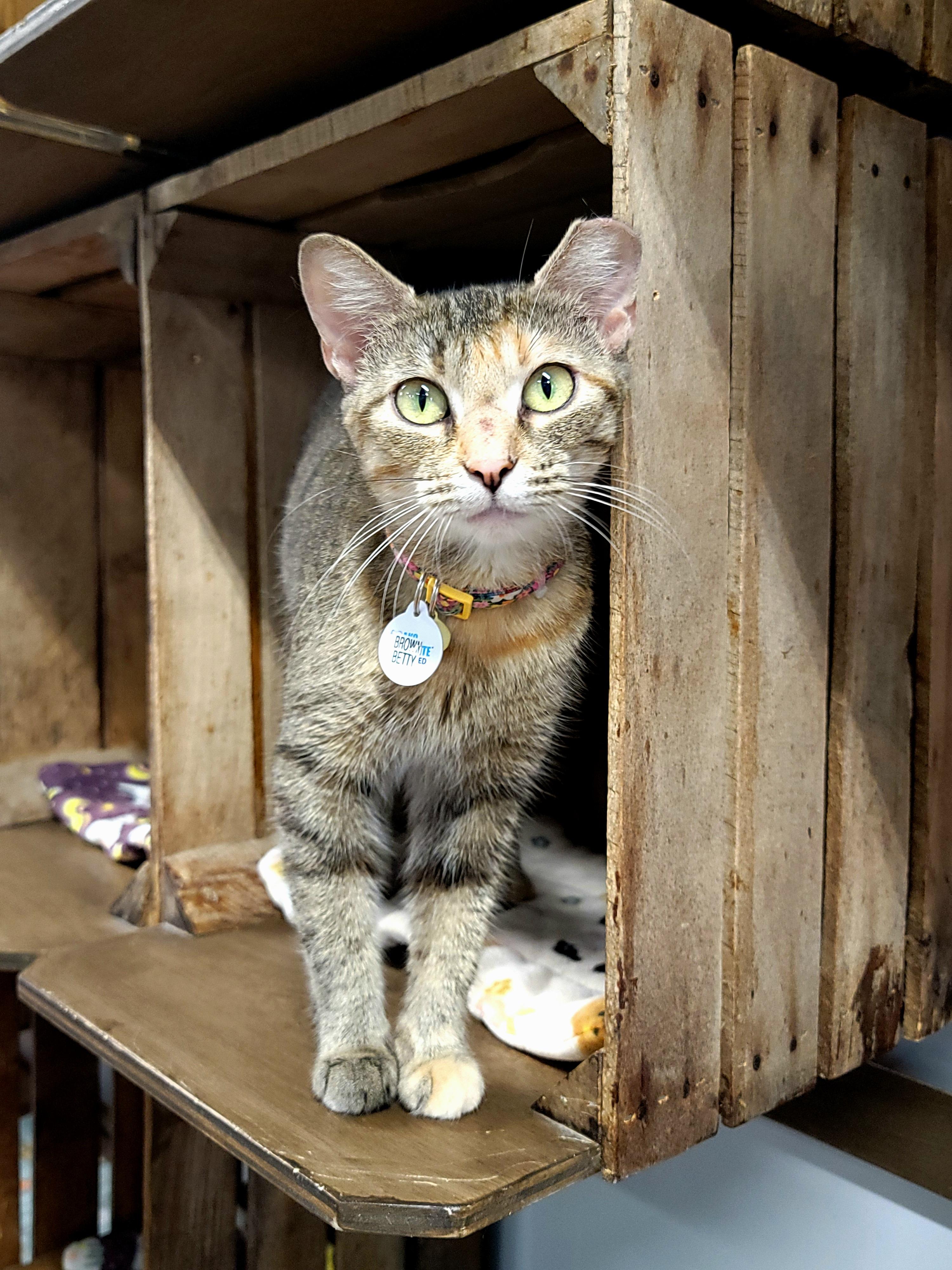 Enlarge Brown Betty, a ADOPTABLE Domestic Short Hair in Grand Rapids, MI image 1/4