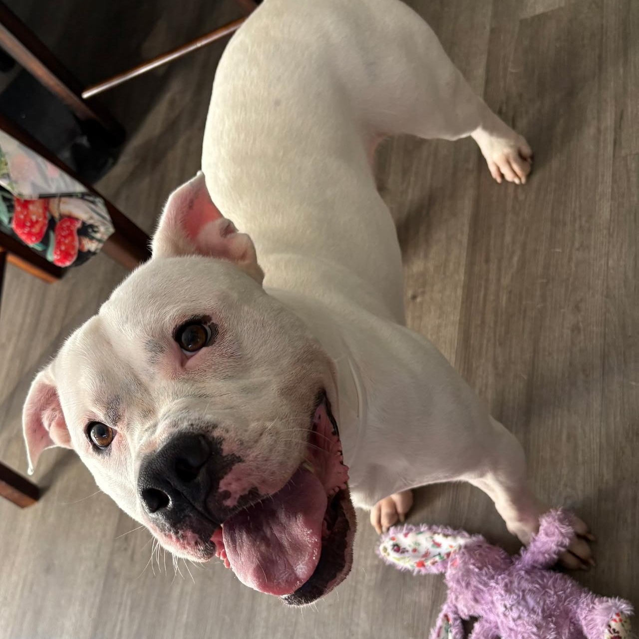 Enlarge ENZO, a Adoptable Pit Bull Terrier in Chicopee, MA image 2/3